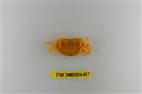 藏品(細足澤蟹)的圖片